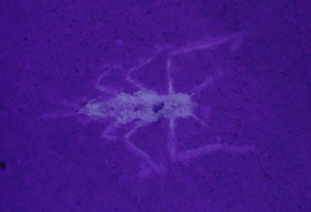 Cyrtophyllites musicus Bild ©